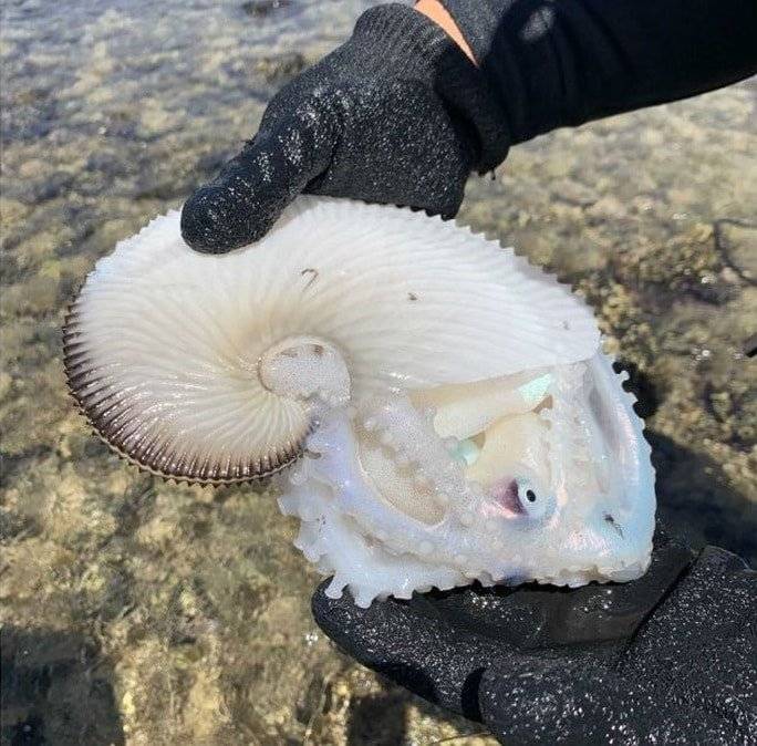 Une créature étrange se trouve à Hawaï