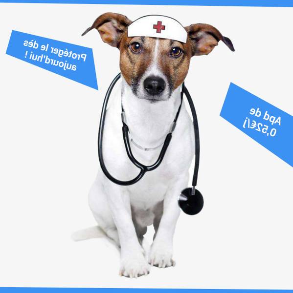 Mutuelle pour chien 60kg Mutuelle pour chien 60kg
