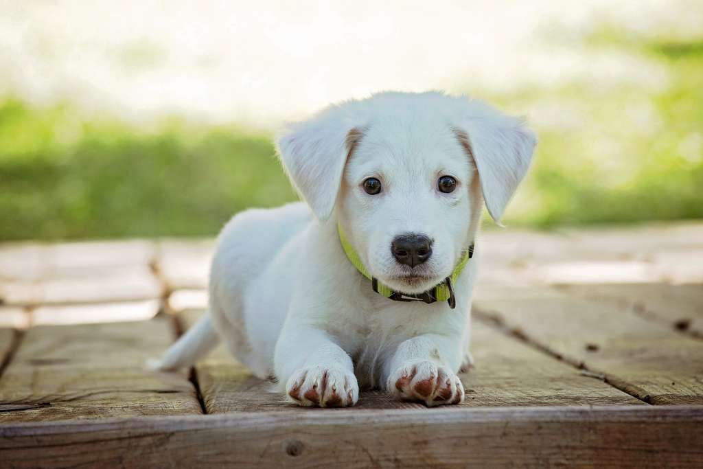 Zoom Sur Les Meilleures Mutuelles Pour Animaux