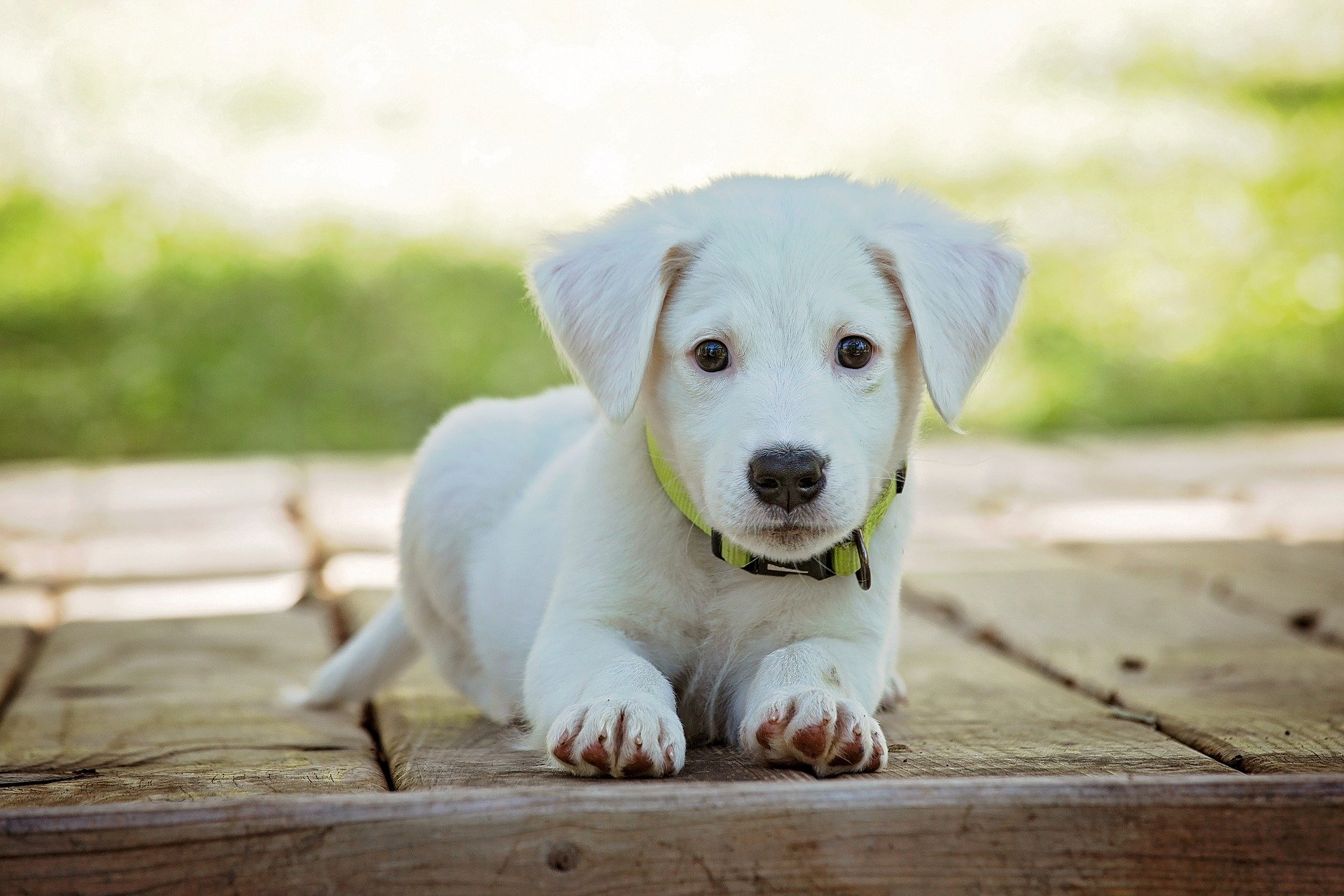 Zoom sur les meilleures mutuelles pour animaux