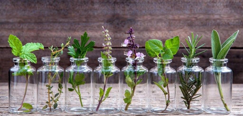 5 plantes médicinales faciles à cultiver dans son jardin 1 5 plantes médicinales faciles à cultiver dans son jardin 1