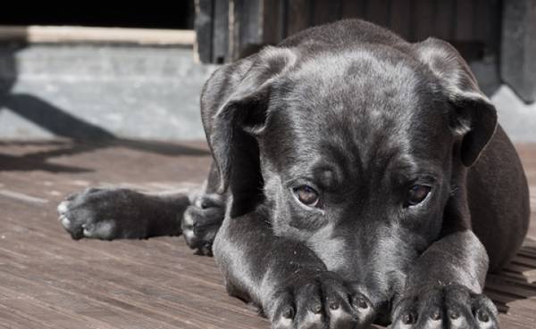 Assurance pour animaux en suisse